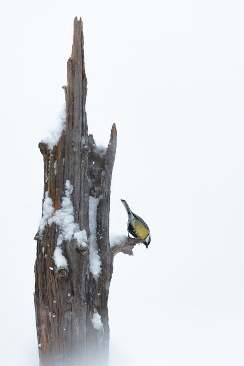 A Great Tit Bird Sitting on a Broken Tree in Winter 