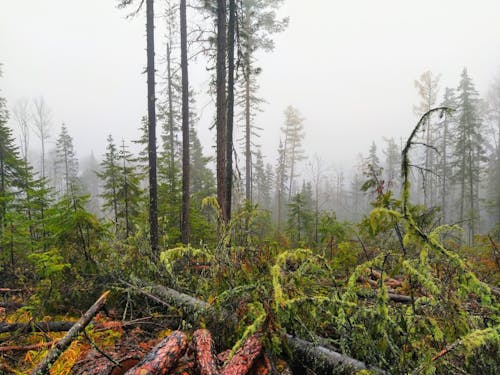 A Foggy Weather at the Forest with Fallen Trees