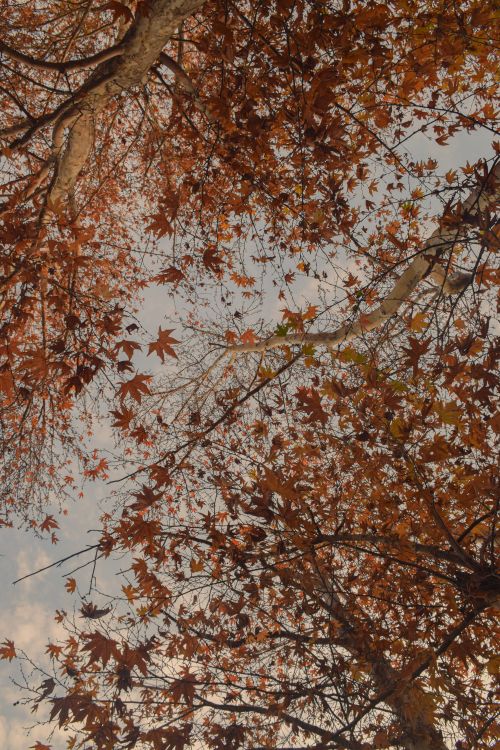 Free A vertical shot of autumn leaves forming a colorful canopy under clear skies. Stock Photo