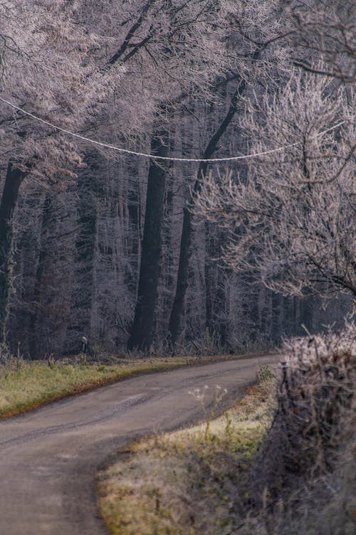 Kostnadsfri bild av lantlig, rimfrost, skog