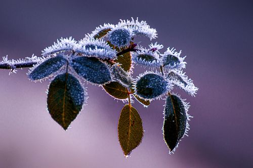 Free Detailed view of leaves with frost crystals highlighting winter's beauty. Stock Photo