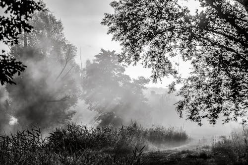 Trees in Forest in Fog