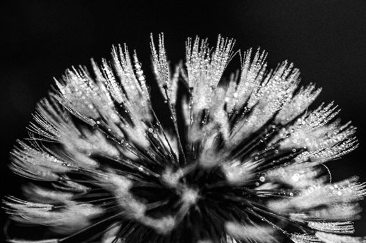 Black and White Photo of Dandelion 