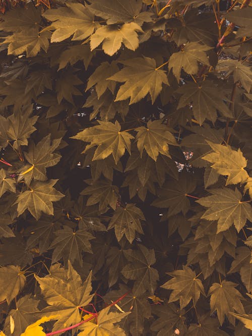 Photo of Autumn Leaves