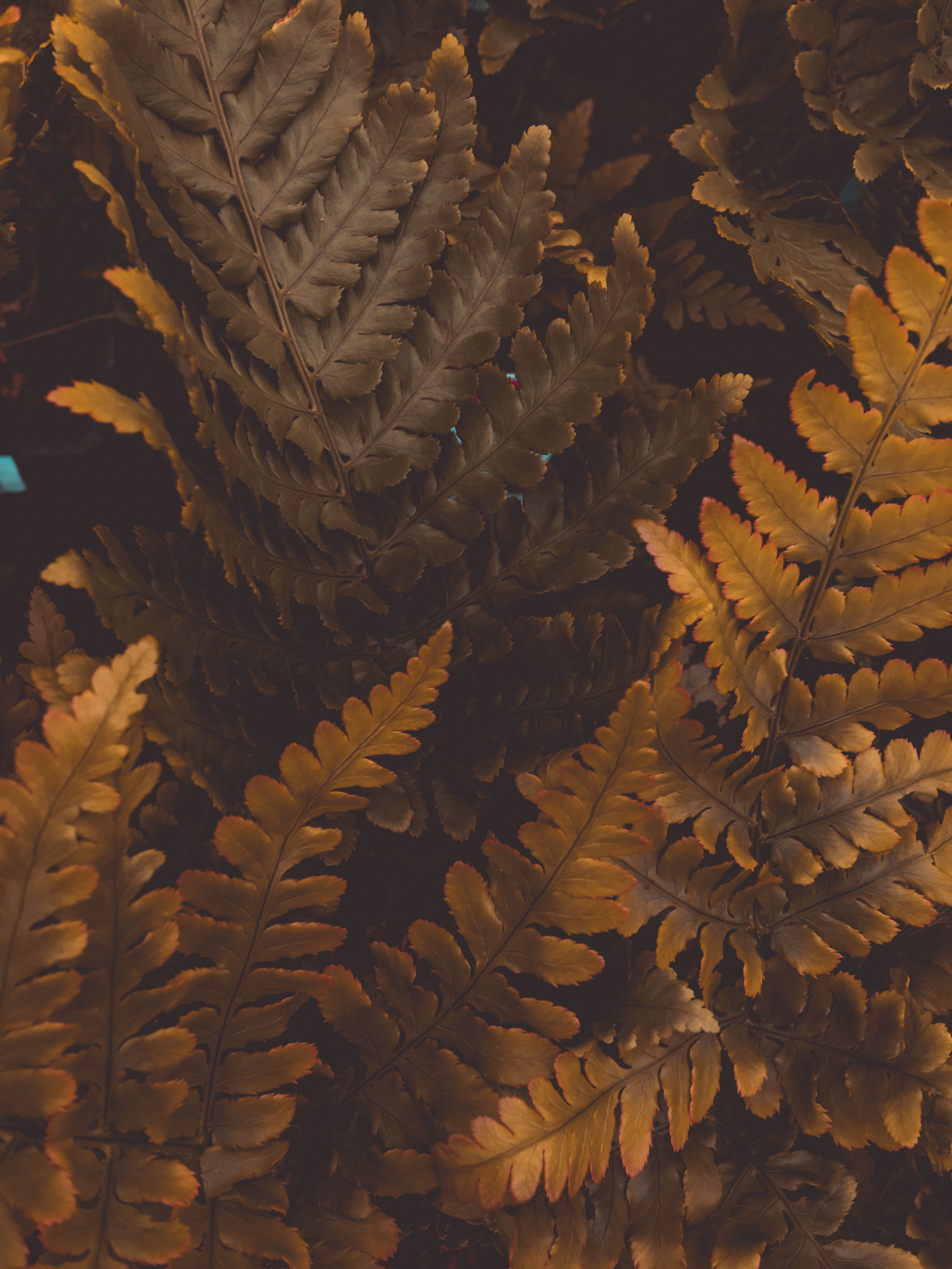 Close-Up Photo Of Brown Leaves Close-Up Photo Of Brown Leaves