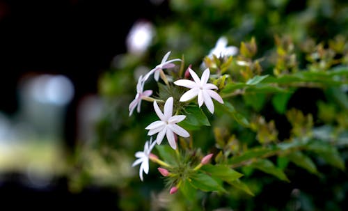 Immagine gratuita di avvicinamento, crescita, fiori bianchi