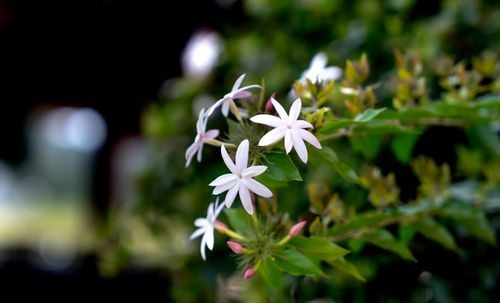 Free Delicate white jasmine flowers in full bloom against a lush green background, captured in a close-up outdoor setting. Stock Photo