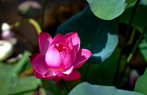 Close-up of a Pink Flower 