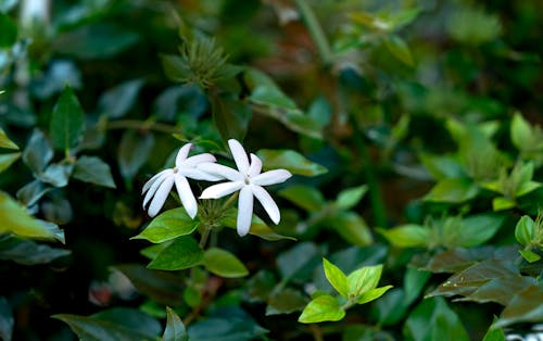 Безкоштовне стокове фото на тему «білі квіти, Вибірковий фокус, впритул»