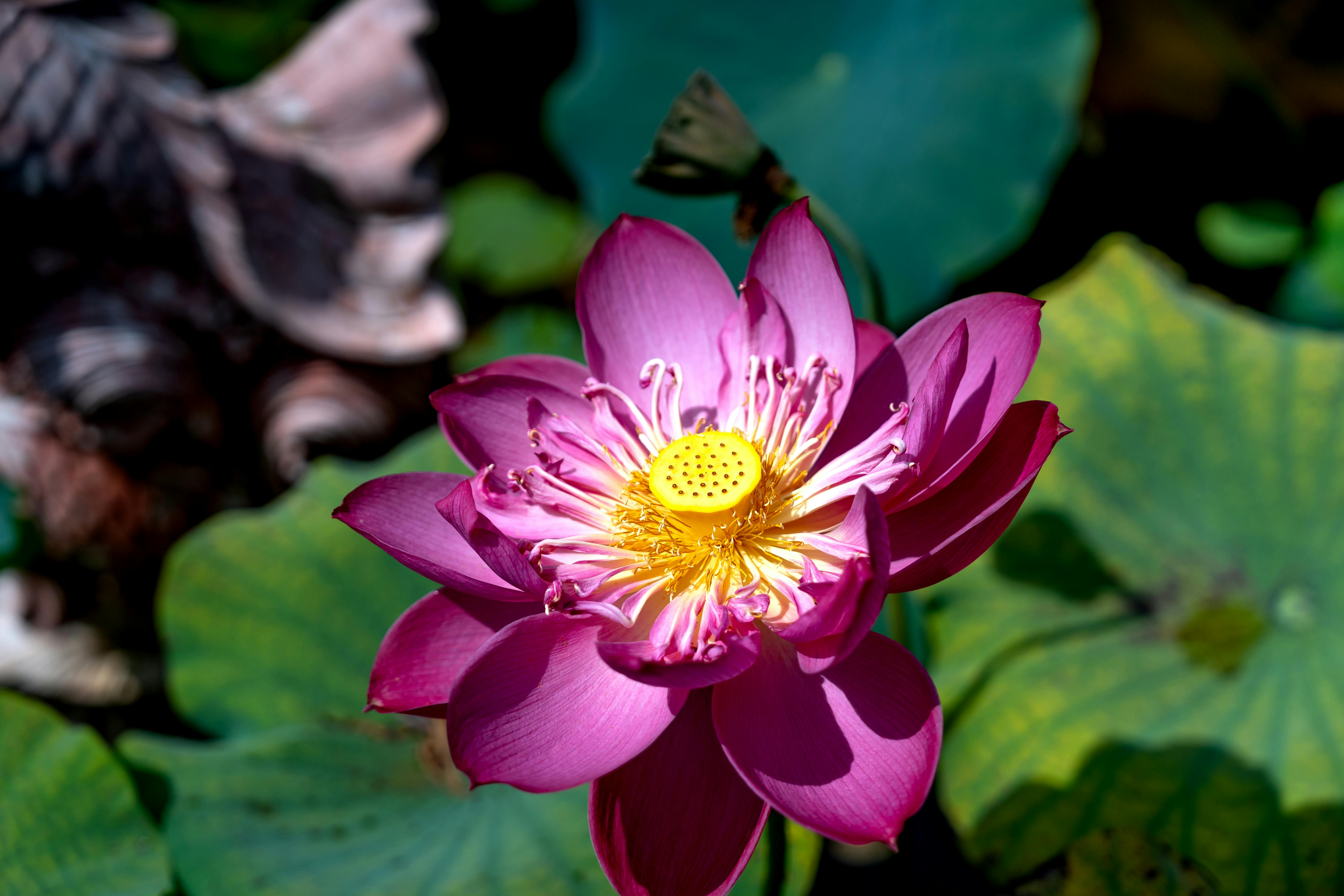 Selective Focus of Pink Flower · Free Stock Photo Selective Focus of Pink Flower · Free Stock Photo