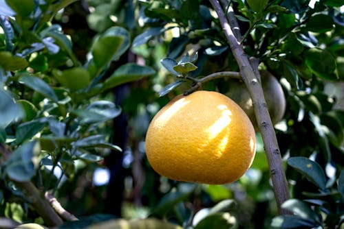Close-Up Photograph of a Grapefruit