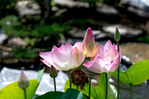 Безкоштовне стокове фото на тему «"indian lotus", nelumbo nucifera, квіти»