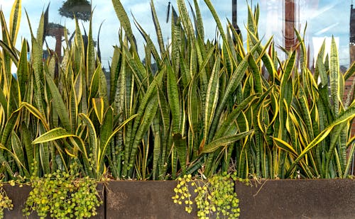 açık hava, bitki örtüsü, bitkibilim içeren Ücretsiz stok fotoğraf
