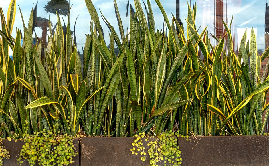 plants that improve air quality in offices