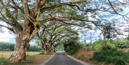 Безкоштовне стокове фото на тему «дерева, дорога, зменшення перспективи»