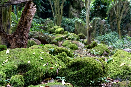 Free Moss-covered rocks in a lush forest landscape, depicting untouched nature. Stock Photo
