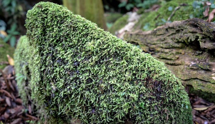 Moss On Stone