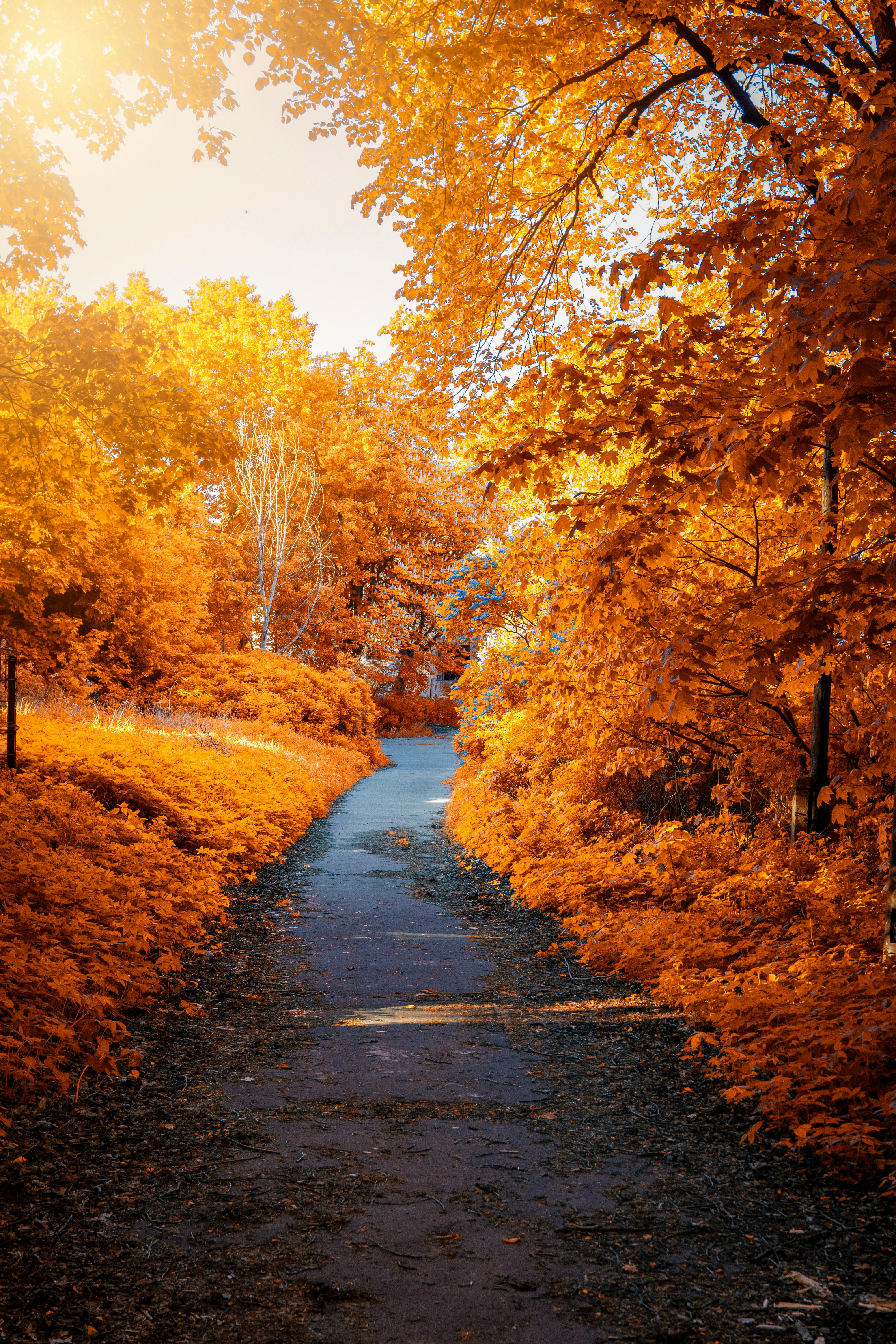 Photo of Path In-between Woods during Autumn · Free Stock Photo