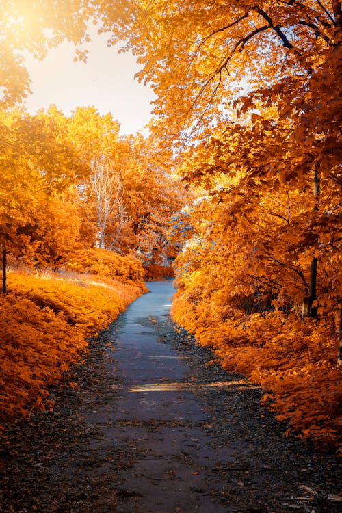 Free Photo of Path In-between Woods during Autumn Stock Photo