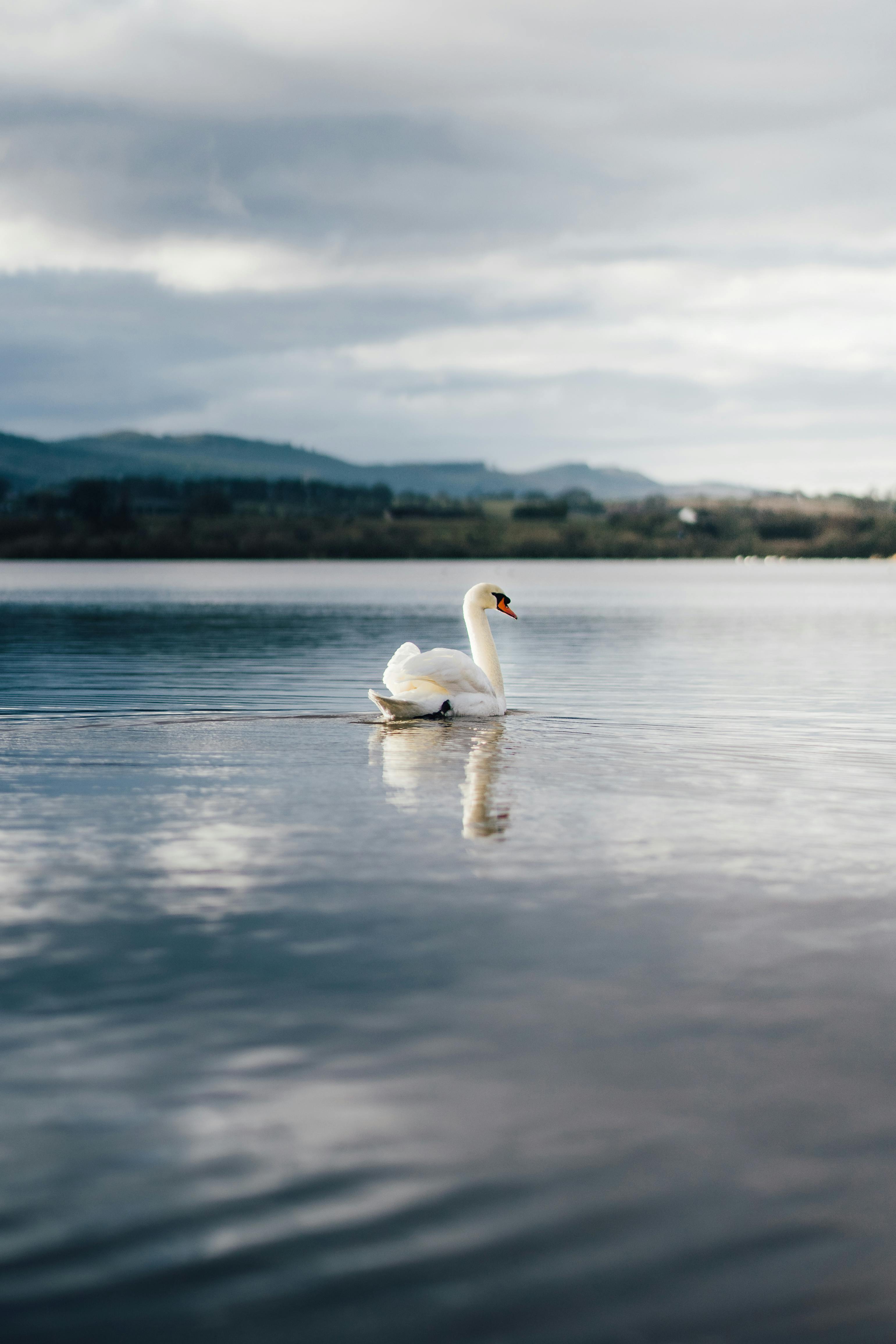 White Swan Photos, Download The BEST Free White Swan Stock Photos & HD  Images