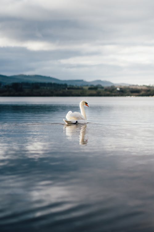 Free Photo of White Swan on Lake Stock Photo