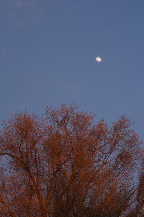 Moon over a Tree at Dusk 