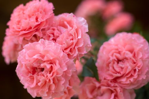 Free A vivid close-up of pink roses in full bloom, showcasing delicate petals and lush floral beauty. Stock Photo