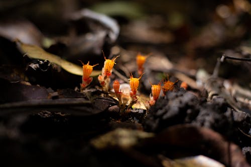 Close-up of Fungi 