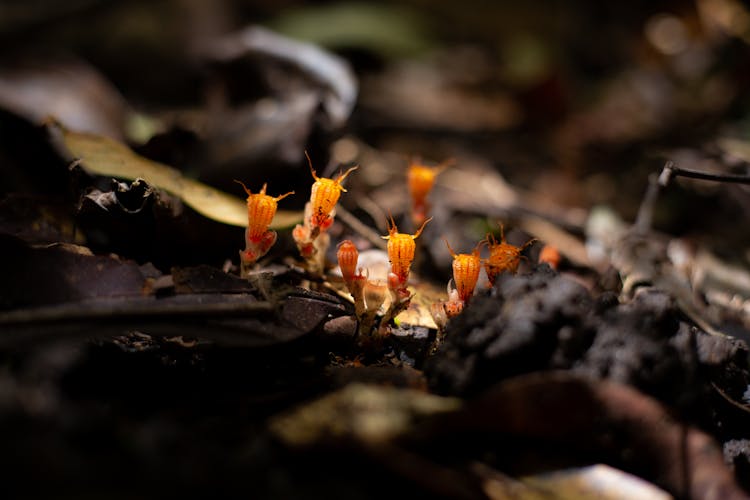 Close-up Of Fungi 