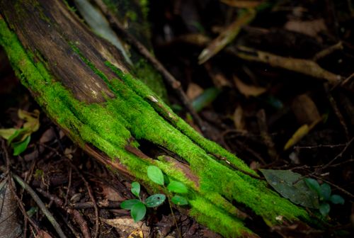 Free A detailed view of lush green moss covering tree roots in a forest setting. Stock Photo