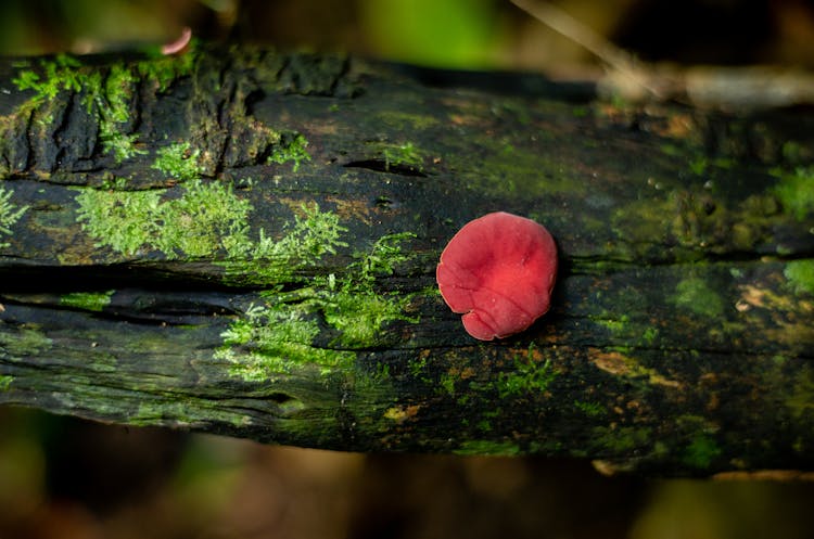 Fungus On Tree Log