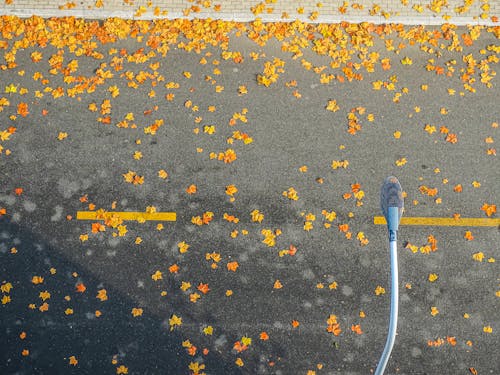 Autumn Leaves on a Road