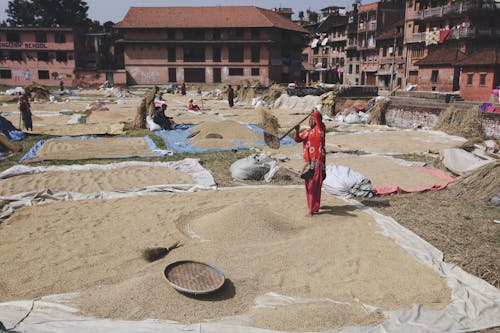 People Drying Grain on Courtyard