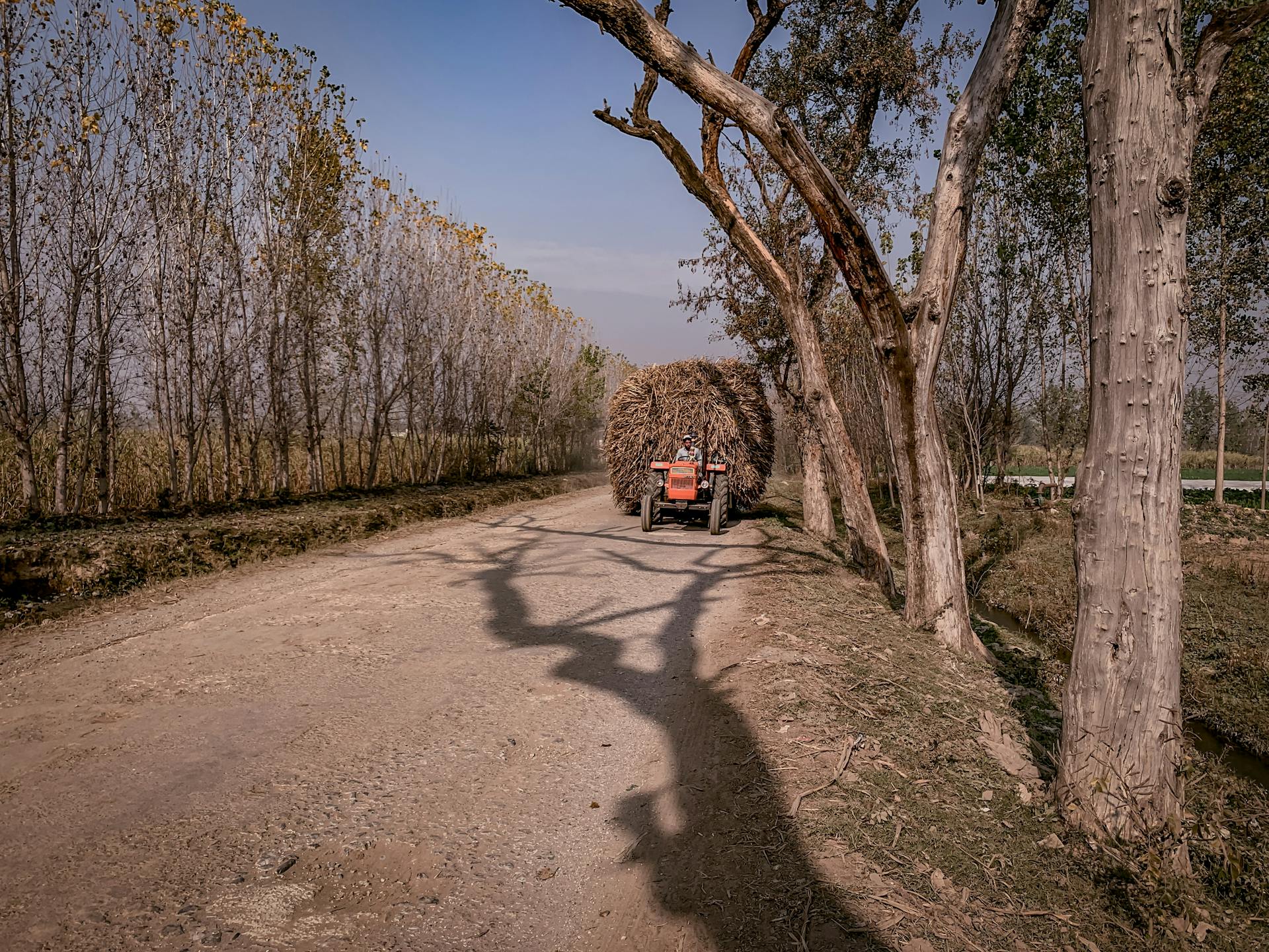 Man Riding in a Tractor with a Full Trailer