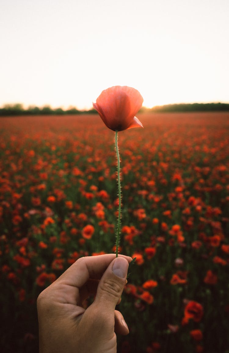 Man Holding A Poppy On A Poppy Field 