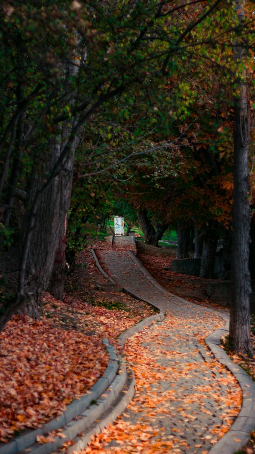 Pathway in Between Trees