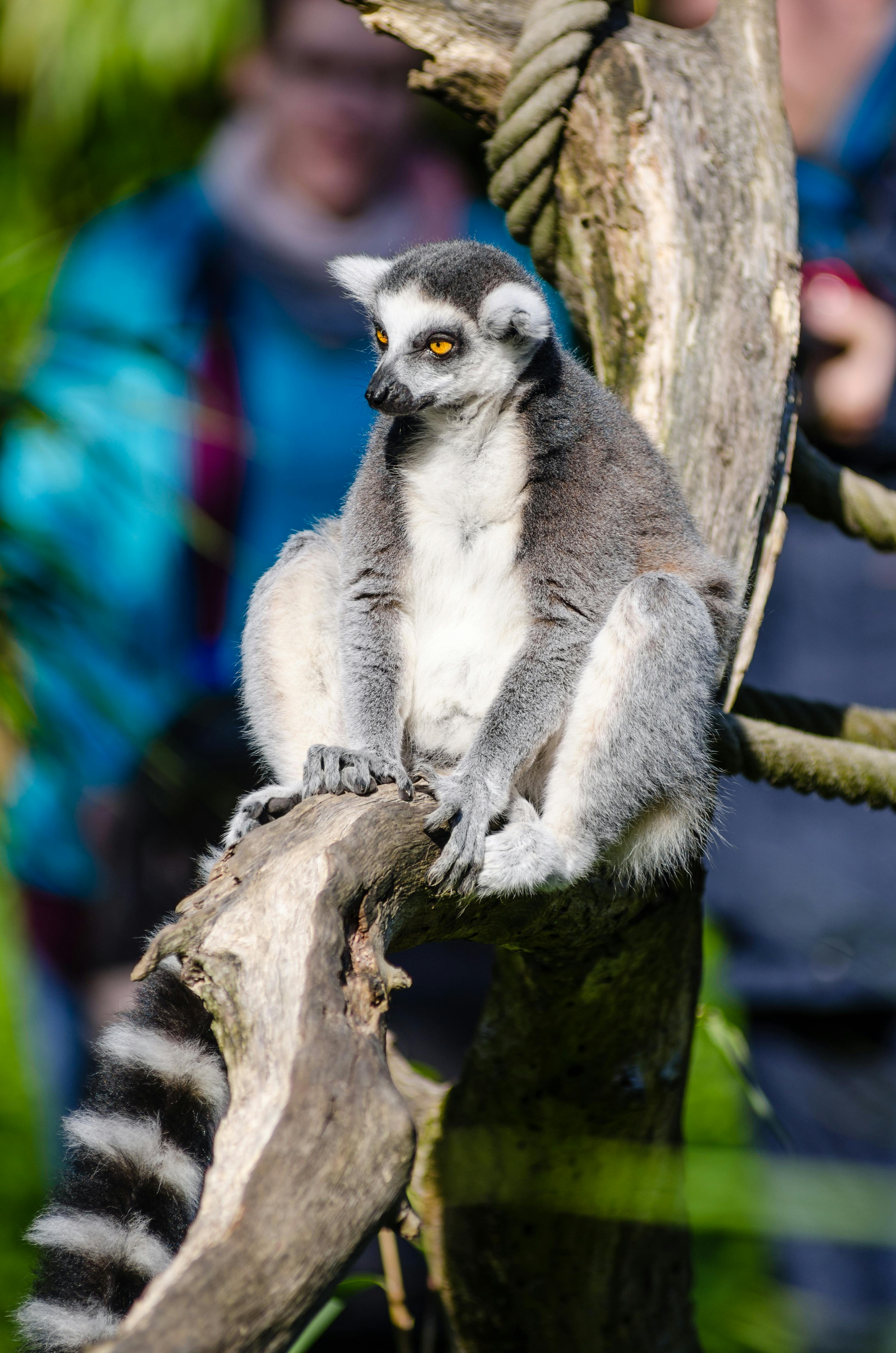 Difference Between Endodontist And Oral Surgeon Difference