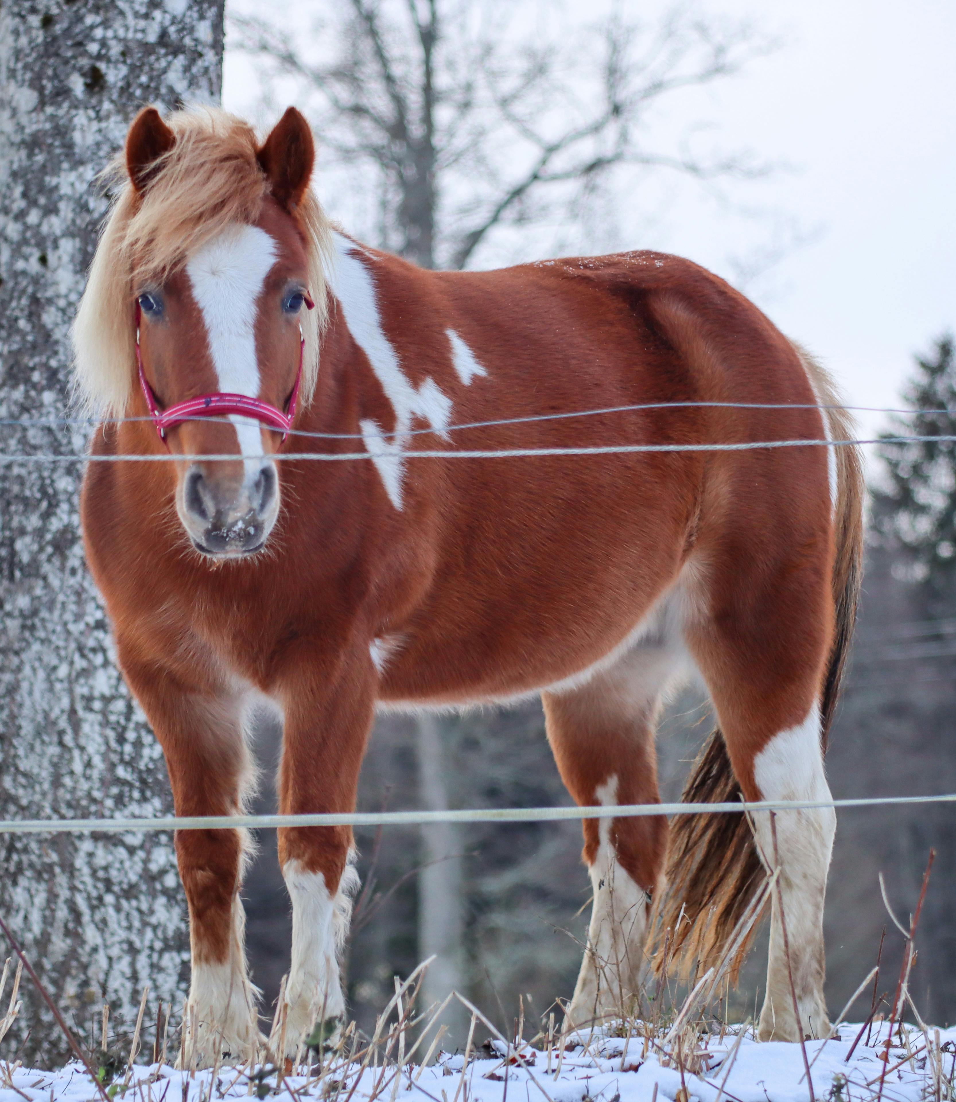A Gotland Russ pony with a red bridle stands in a snowy field during winter.