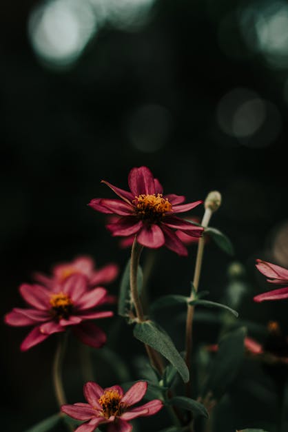Close-Up Photo of Purple Flowers · Free Stock Photo