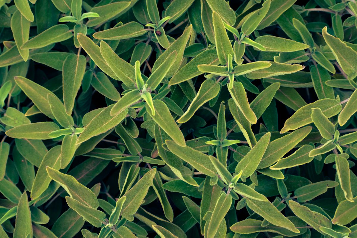 Fresh green sage leaves, one of the herbal remedies with limited but promising evidence for menopausal hot flashes.