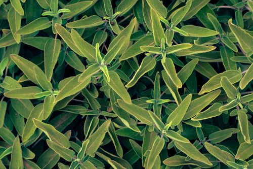 Free Close-up overhead shot of vibrant green sage leaves. Perfect for natural and herbal themes. Stock Photo