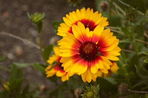 Yellow Flowers in Bloom