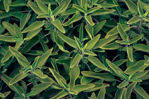 Leaves of Sage Plants
