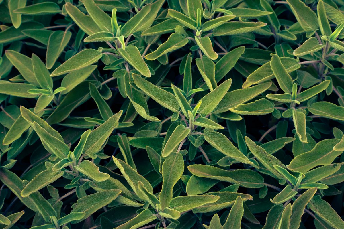 Fresh sage foliage — visual inspiration for Clary Sage