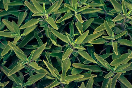 Free Vibrant green sage leaves densely packed, perfect for herbal garden themes. Stock Photo