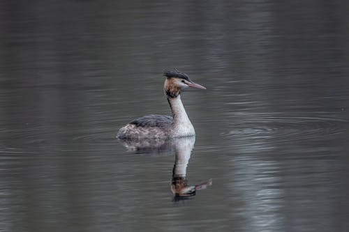 Immagine gratuita di animale, avvicinamento, focus selettivo