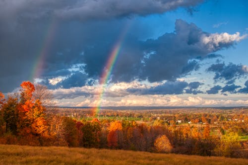 Imagine de stoc gratuită din anotimp, arbori, atmosferă