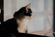 一只黑白猫好奇地透过窗户凝视着外面