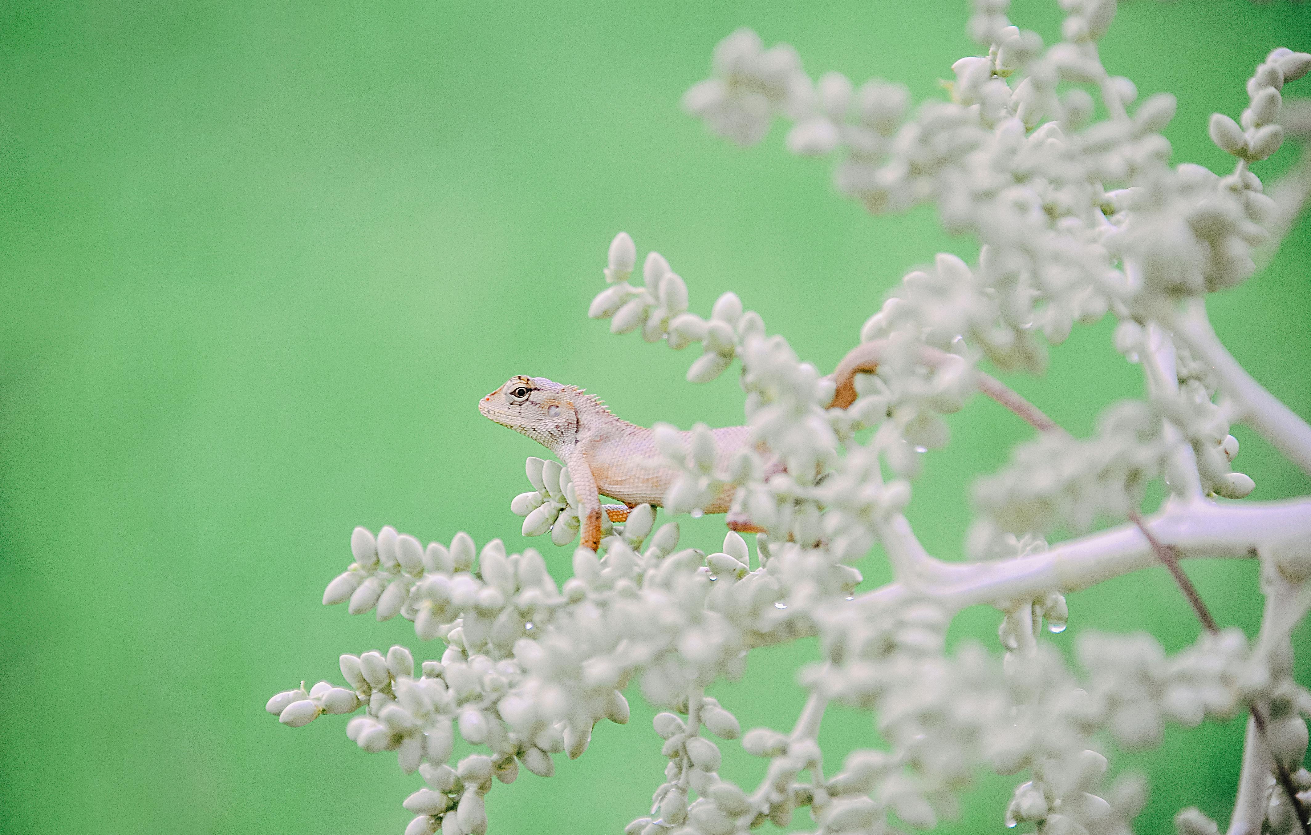 A vibrant lizard sits gracefully on a branch amid lush green surroundings, embodying wildlife's essence.