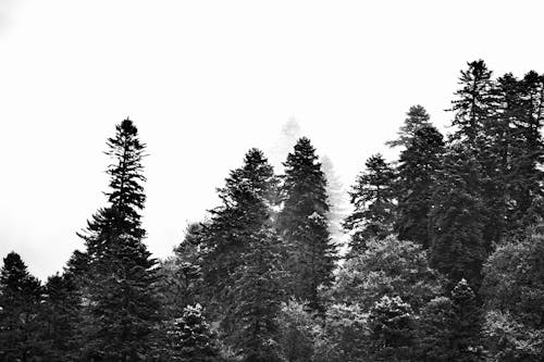Gratis stockfoto met coniferen, dennen, dennenboom